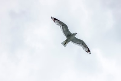 海鸥飞翔在白云
